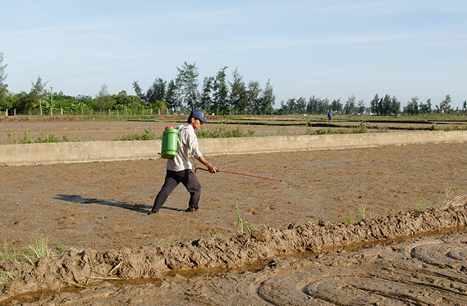 Tăng cường phòng trừ sâu bệnh lúa hè-thu