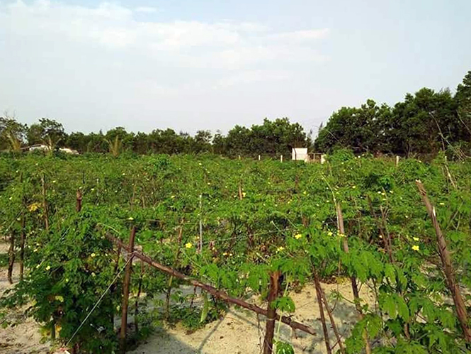 Trồng rau an toàn theo tiêu chuẩn VietGAP