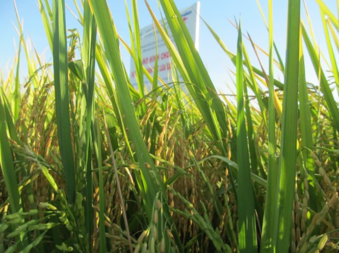 Quảng Ninh: Giống lúa ngắn ngày cho hiệu quả cao