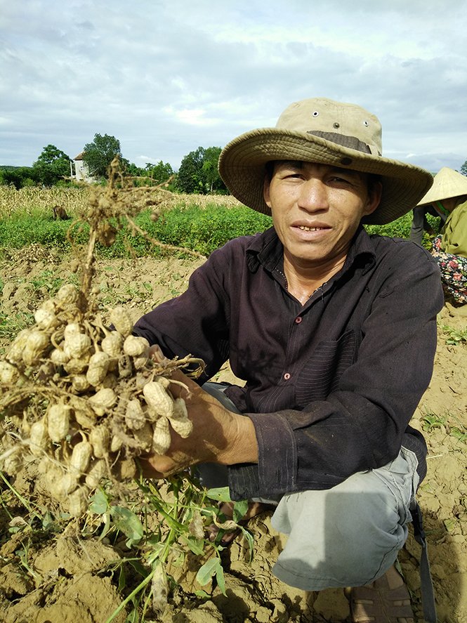 Huyện Minh Hóa: Được mùa lạc vụ đông-xuân