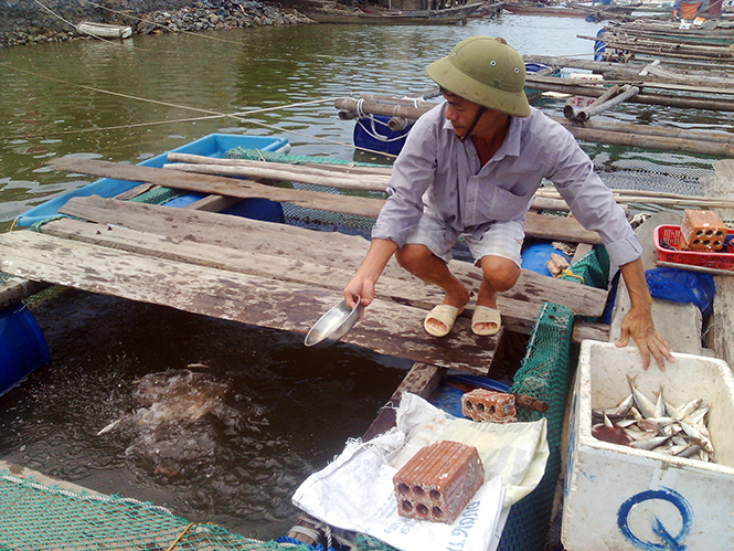 Quảng Minh: Khó khăn tìm đầu ra cho cá lồng