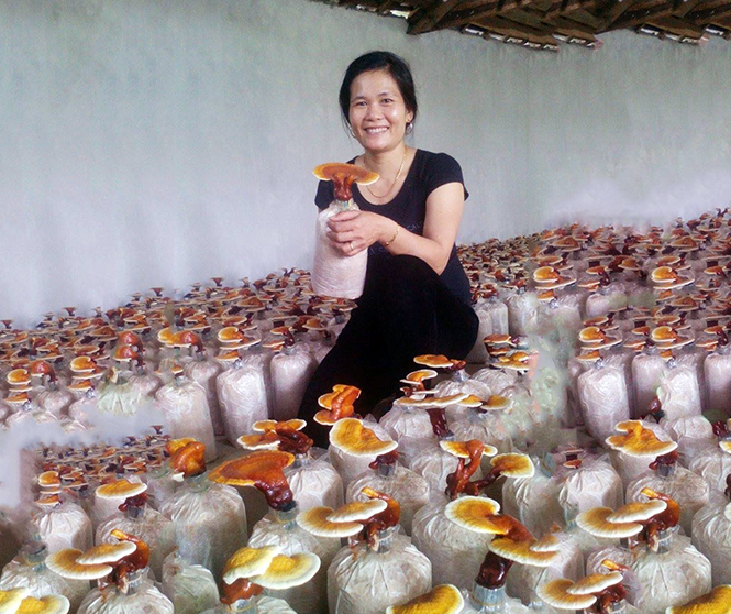 Làm giàu từ trồng nấm