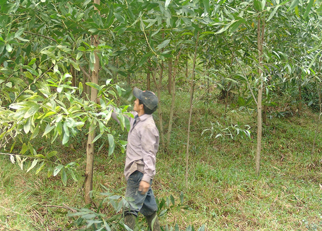 Giao đất, giao rừng cho đồng bào dân tộc thiểu số: Cơ bản đã đáp ứng nhu cầu