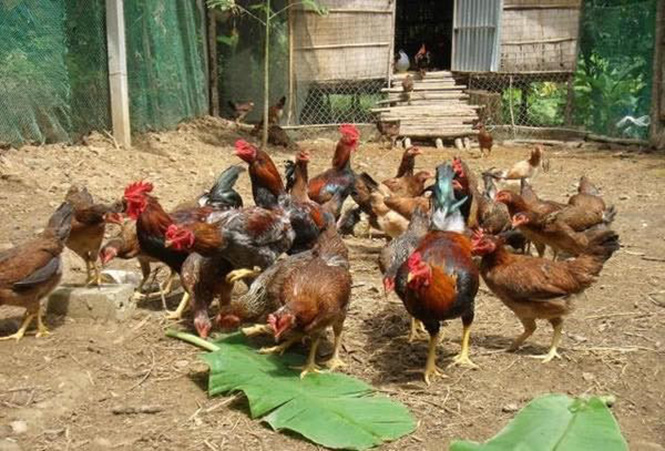 Triệu phú vùng gò đồi Vạn Ninh