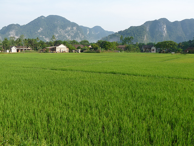 Tăng cường chăm sóc lúa vụ hè-thu năm 2016