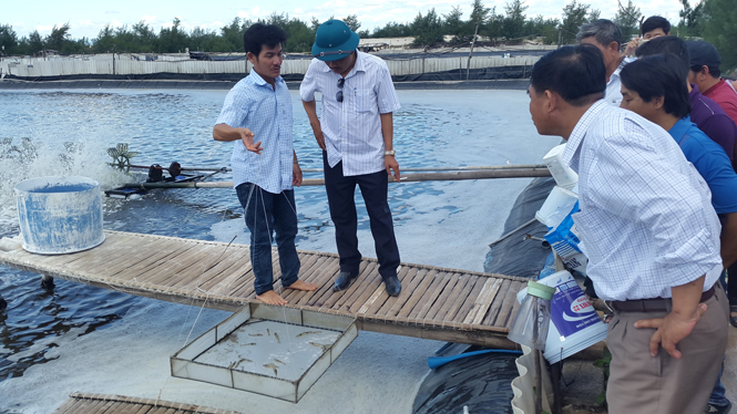 Người dân Hải Ninh thuê đất nuôi tôm gặp sự cố tôm chết hàng loạt