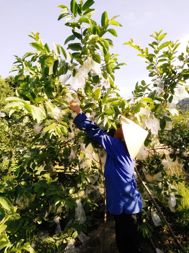 Thu nhập khá từ trồng ổi