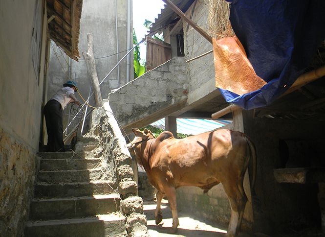Nông dân Văn Hóa "kết" bò lai