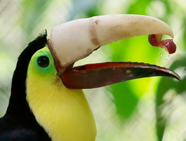 Con chim Toucan "hồi sinh" sau khi được lắp chiếc mỏ 3D