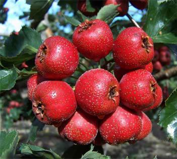 Bài thuốc trị rối loạn tiêu hóa