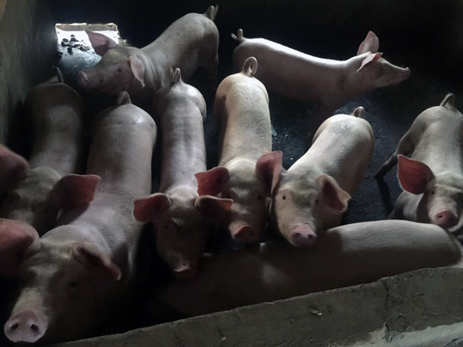 Quảng Ninh: Công bố hết bệnh dịch tả lợn
