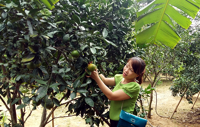 Bảo hộ chỉ dẫn địa lý cho sản phẩm đặc sản: Tầm nhìn chiến lược cho tương lai