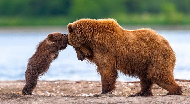 ​Chùm ảnh gấu mẹ dạy gấu con cực đáng yêu