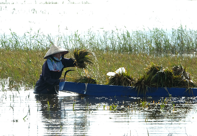 Dầm mình trong nước, vớt vát những diện tích lúa bị ngập