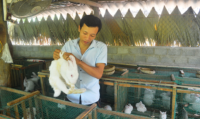 Chàng thanh niên "gác" bằng đại học về quê nuôi thỏ