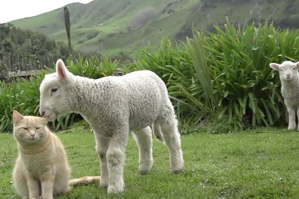 Mèo béo ú trở thành ngôi sao trên mạng vì nghĩ mình là cừu