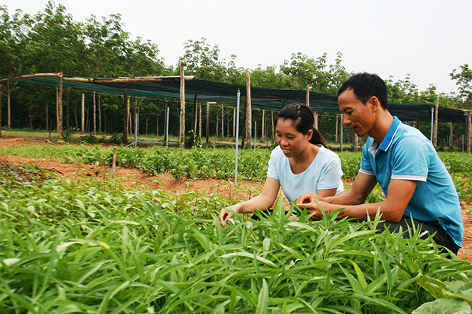 Thạc sỹ... trồng rau