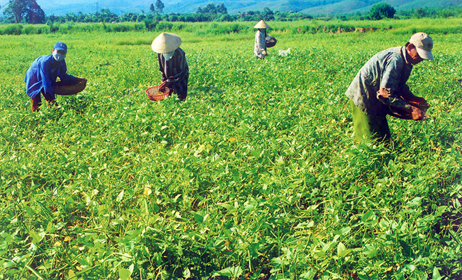 Tái cơ cấu nông nghiệp: Tăng giá trị trên một đơn vị diện tích