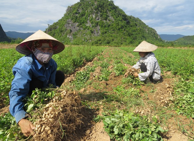 Mở hướng thoát nghèo từ cây lạc