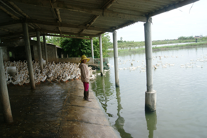Nông dân Quảng Trạch thi đua phát triển kinh tế