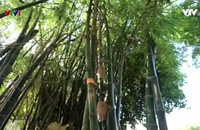 Nẻo về nguồn cội: Những ngôi làng bên bờ Bắc sông Gianh