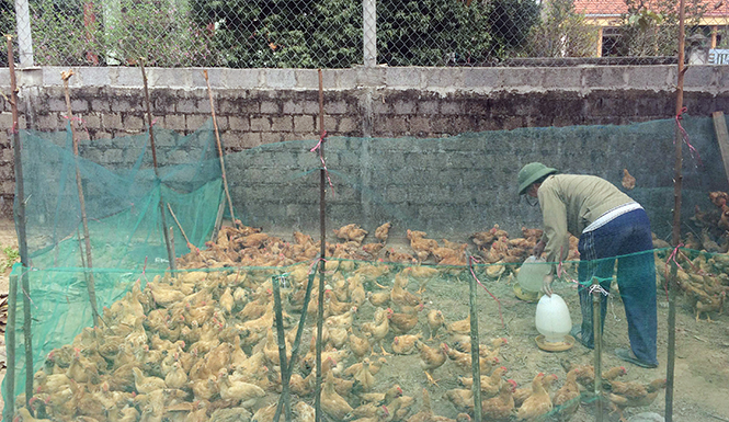 Quảng Ninh: Hiệu quả từ phong trào nông dân thi đua sản xuất, kinh doanh giỏi