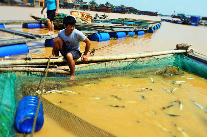 Cá chết nổi trắng lồng, người dân Cồn Sẻ lao đao