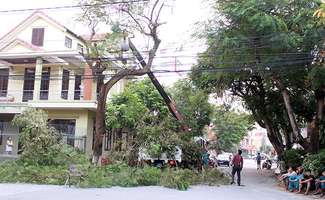 Tập trung khôi phục hệ thống công viên, cây xanh sau lũ lụt