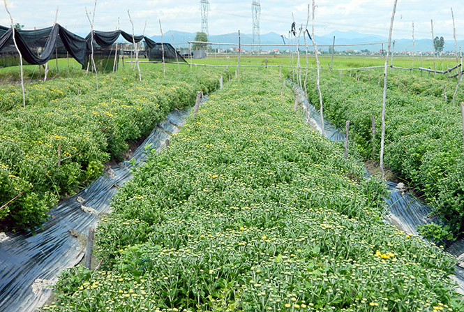 Thị xã Ba Đồn Nỗ lực thúc đẩy sản xuất nông nghiệp phát triển theo hướng an toàn và bền vững