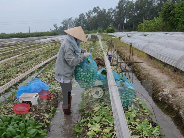 Tôn vinh HTX, Tổ hợp tác tiêu biểu và Nông dân có sáng chế, sáng kiến