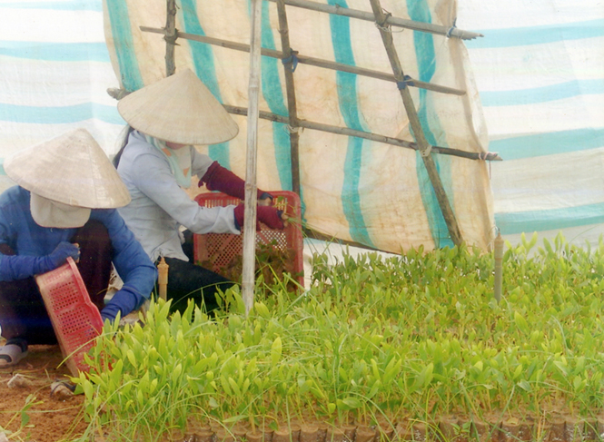 Trồng được 1.350ha rừng tập trung