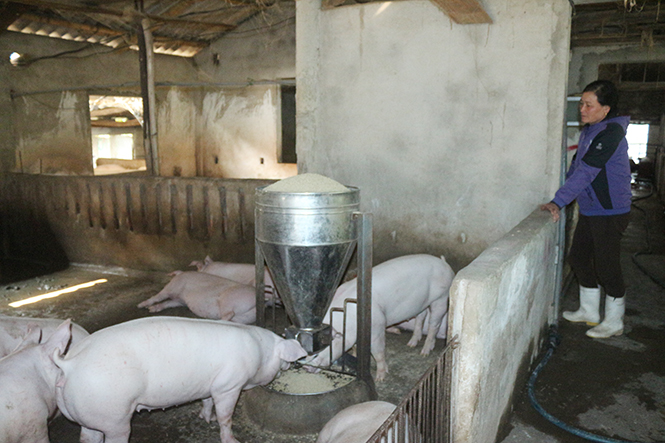 Nông dân huyện Bố Trạch: Thi đua sản xuất kinh doanh giỏi gắn với xây dựng nông thôn mới
