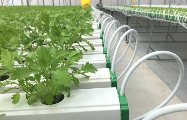 Nhiều lợi ích thiết thực từ phương pháp tưới tiết kiệm