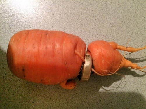 Sau lễ cưới vàng, cụ ông bị củ cà rốt "đánh cắp" chiếc nhẫn cưới
