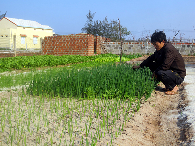 Phát triển thực phẩm hữu cơ: Tương lai xa, thực tế gần...