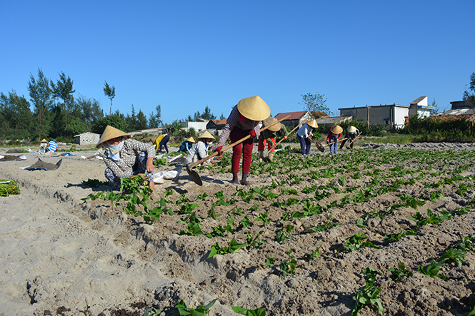 Quảng Ninh: Tập trung khôi phục sản xuất