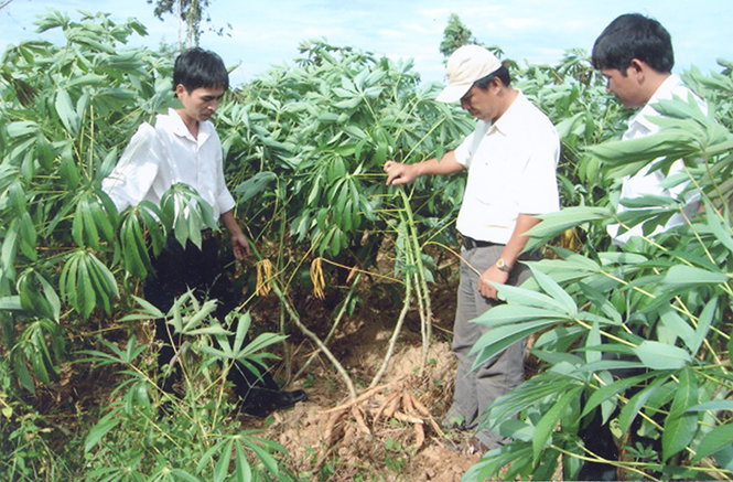 Lệ Thủy: Thực hiện cánh đồng lớn 2.450ha