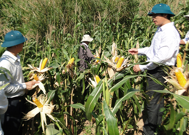 Khi khoa học, công nghệ lên với miền núi