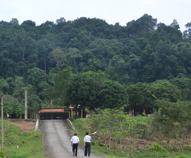 Toàn tỉnh hiện có 539.990ha rừng