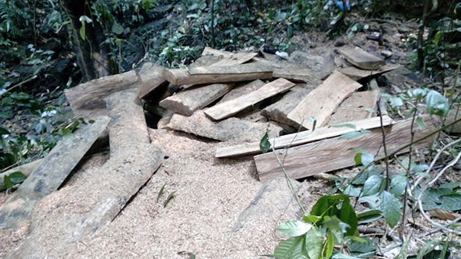 Tình trạng rừng ở xã Trường Sơn (Quảng Ninh) bị khai thác trái phép: Kiểm tra, làm rõ và có biện pháp xử lý