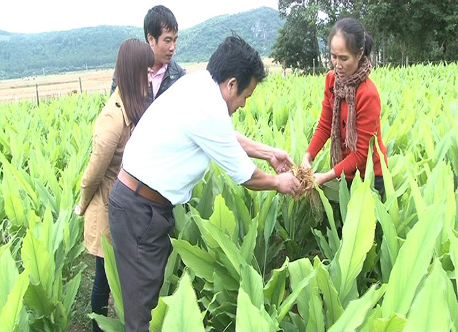 Cây nghệ, hướng phát triển kinh tế mới của người dân Phúc Trạch