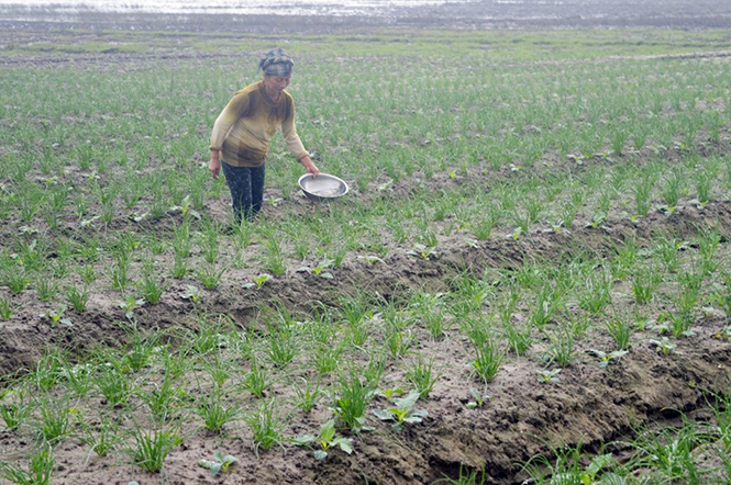 Tăng thu nhập nhờ chuyển đổi cây trồng phù hợp