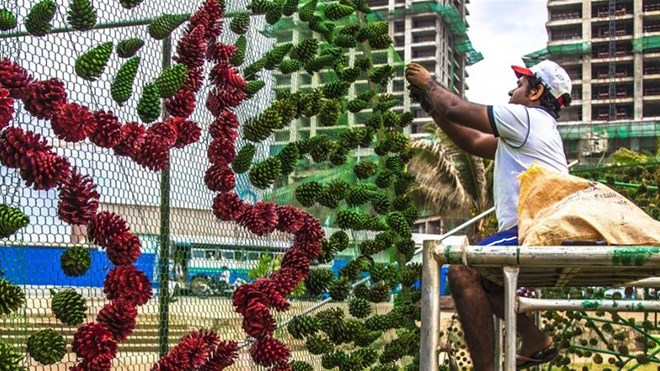 Sri Lanka phá kỷ lục Guinness về cây thông Noel cao nhất thế giới
