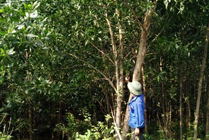 Quảng Ninh: Xử lý 79 vụ vi phạm lâm luật