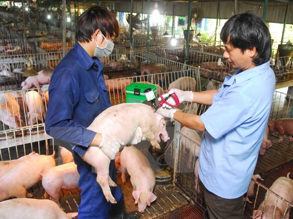 Chủ động phòng chống dịch cúm gia cầm dịp Tết Nguyên đán