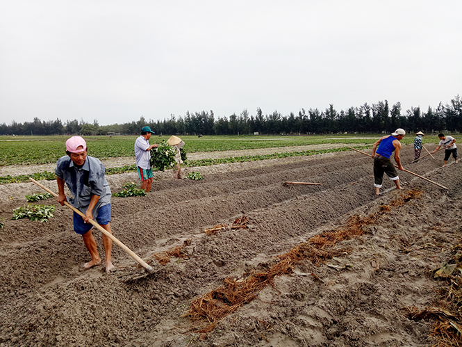 Hiệu quả của trồng xen canh ngô và khoai lang ở Quảng Phúc
