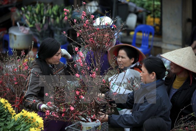Đào Nhật Tân bung nụ sớm, người trồng lo lắng "giá rẻ như cho"