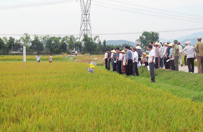Xây dựng chuỗi liên kết nông sản - Bài 1: Vẫn còn nhiều rào cản