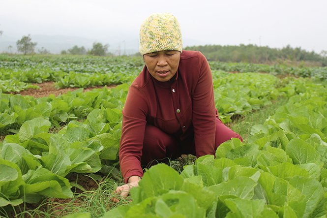 Phú Ninh và giấc mơ về thương hiệu rau sạch