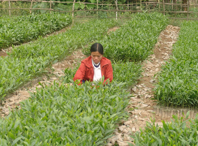 Năm 2016, trồng được 5.978ha rừng